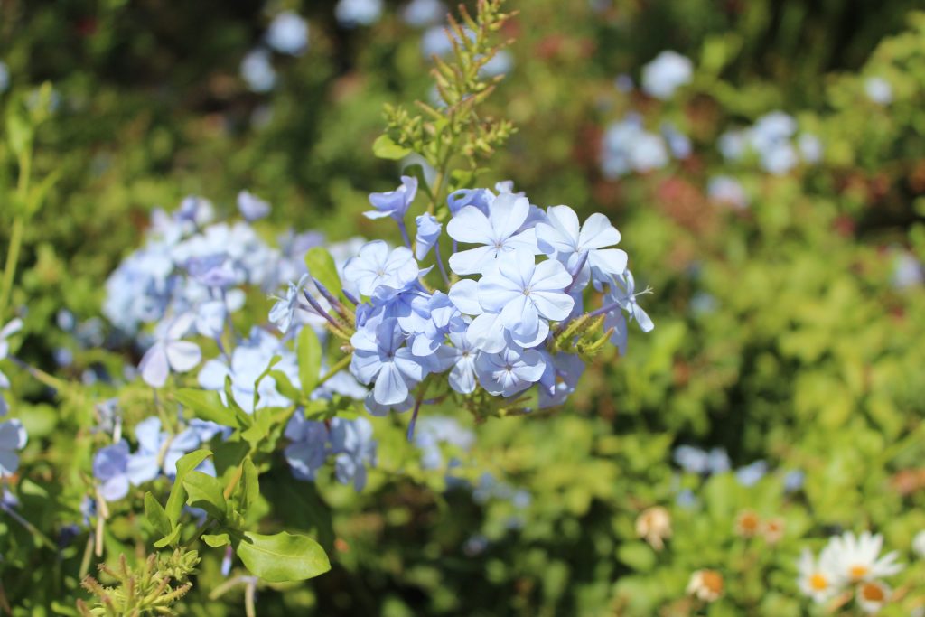 Blomster